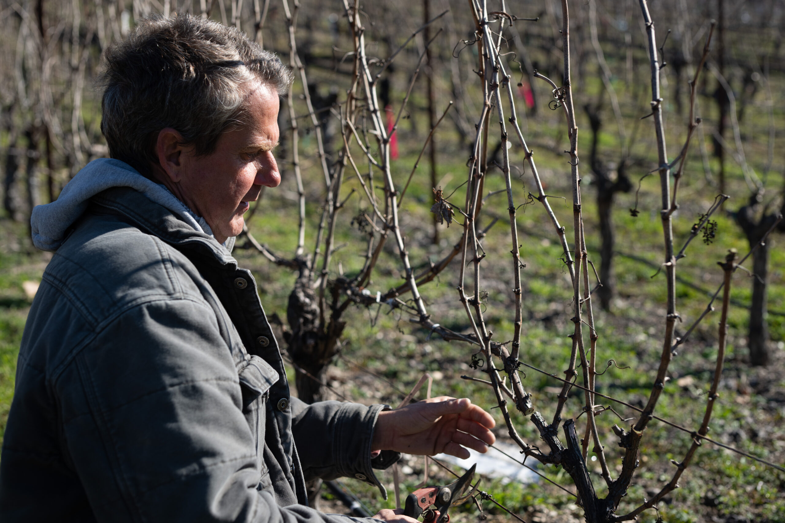 Image of the Vineyard Manager, Dave, pruning
